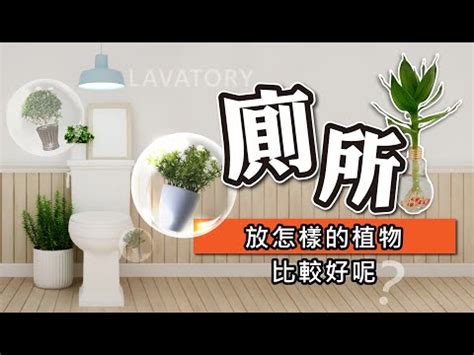 多肉植物廁所|【多肉植物廁所】浴室放盆栽，預防過敏！多肉植物廁所淨化力最。